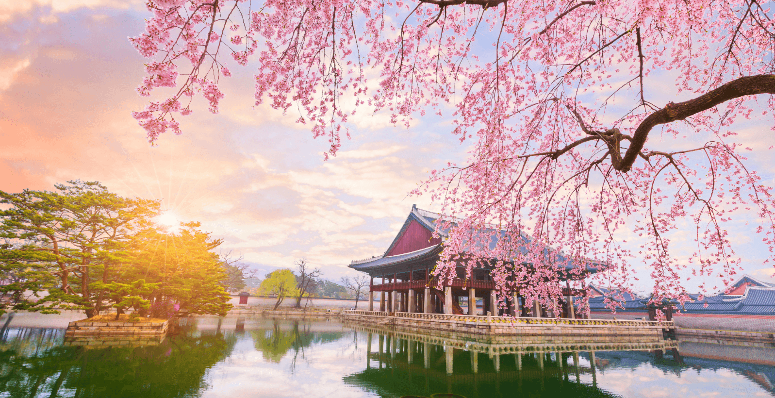 Traditional palace in South Korea by a lake with cherry blossoms at sunrise