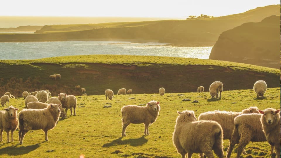 Sheep graze peacefully in a meadow in New Zealand; a body of water can be seen in the background