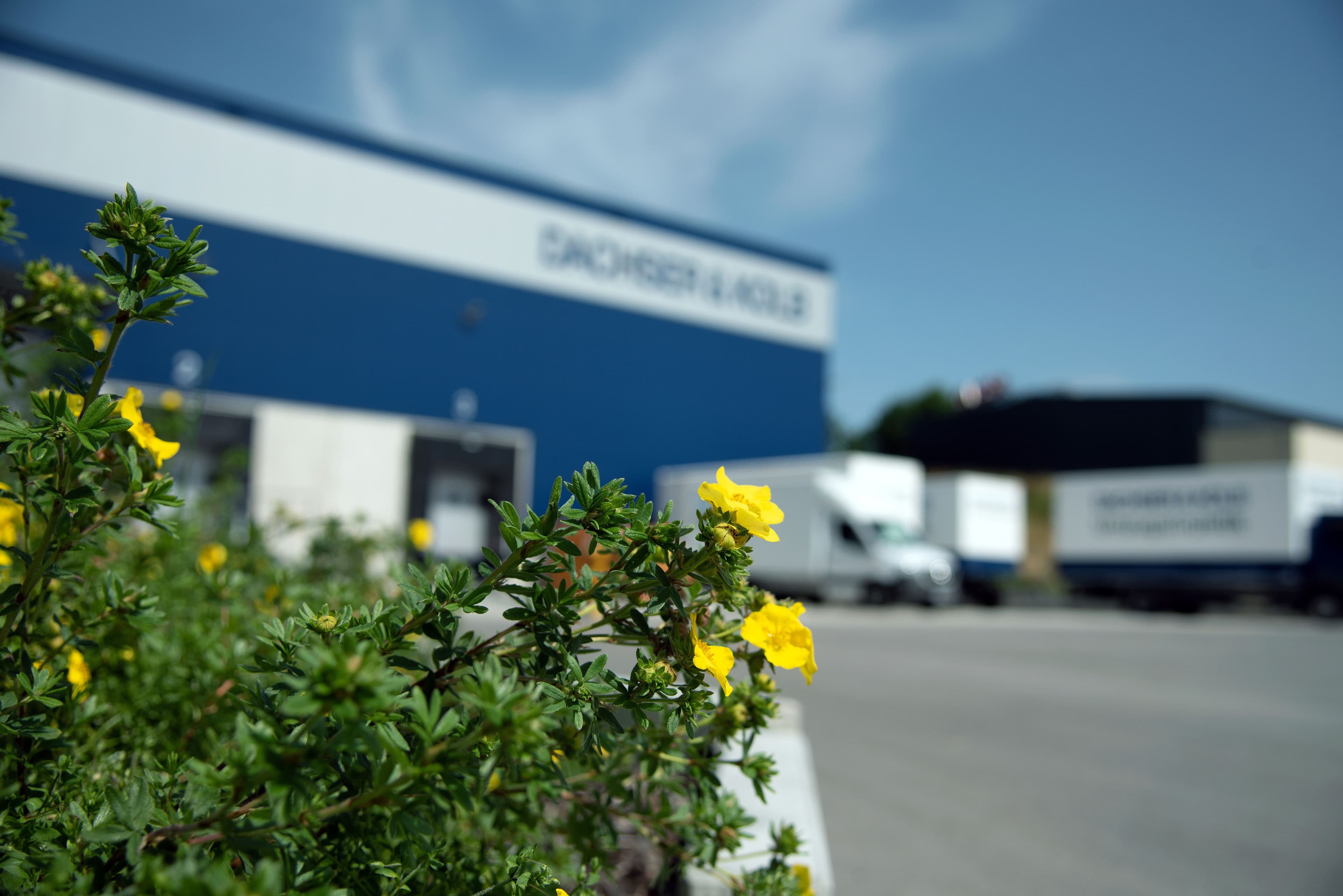 Green plant in front of blurred company building – focus on nature and identity in a corporate context.