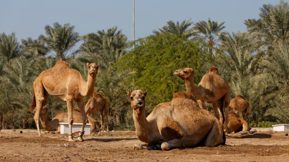 Several camels are resting on the dry desert ground in Bahrain, with palm trees in the background