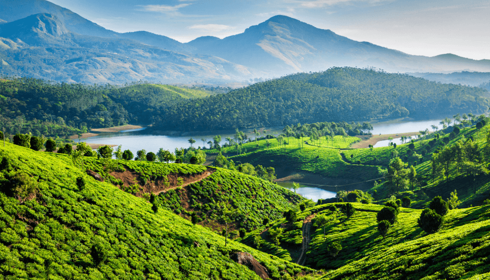 A panoramic view of green tea plantations in India, with rolling hills, a stream, and mountains in the background – a typical landscape of the Indian highlands.