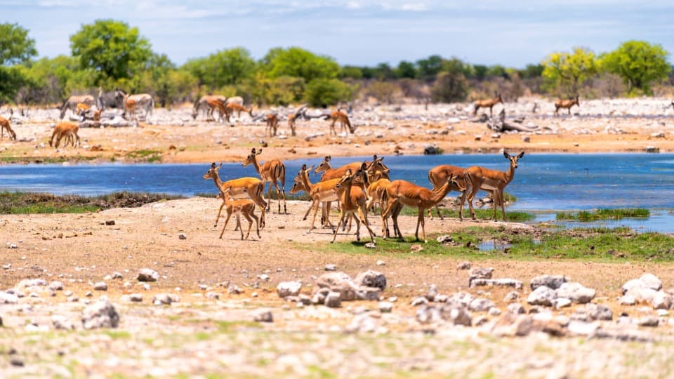 Antelopes at a watering hole, drinking or grazing