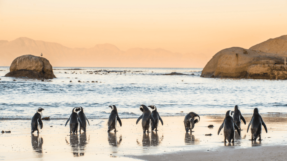 Penguins on the coast of South Africa