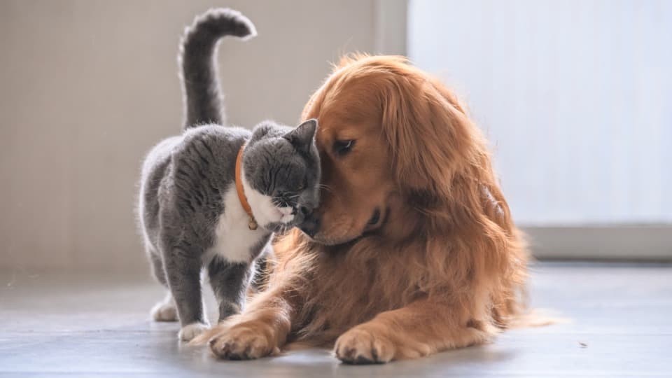 Dog and cat cuddling on the floor – what regulations apply in Switzerland for your pet.