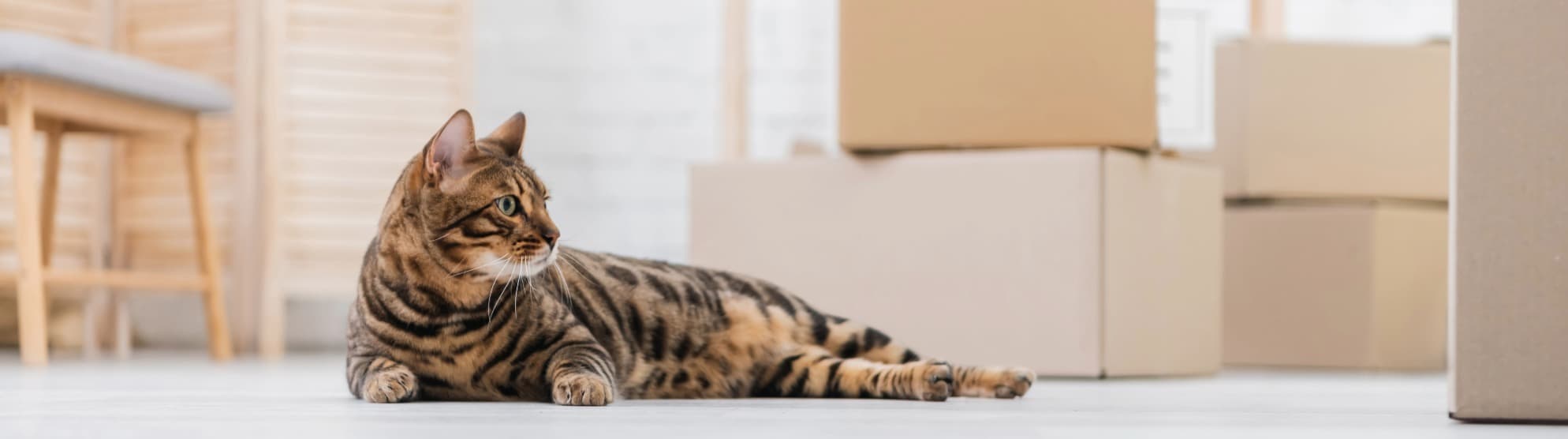 Family planning moving to India with pets, cat and moving boxes