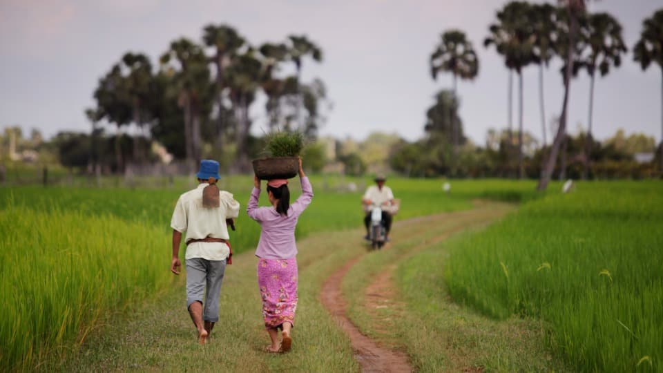 Two people are walking along a rural road in Cambodia, surrounded by meadows