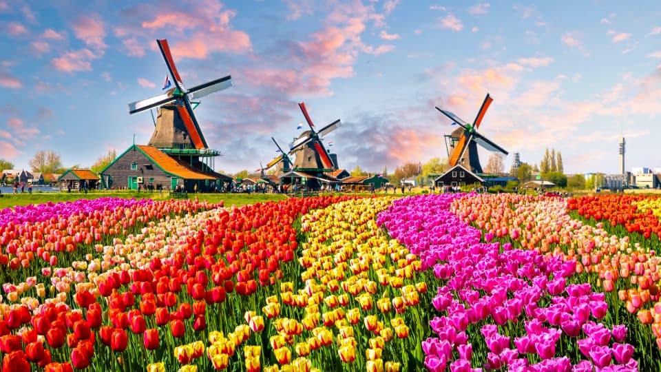 Tulip fields and windmills in the Netherlands under a colourful evening sky