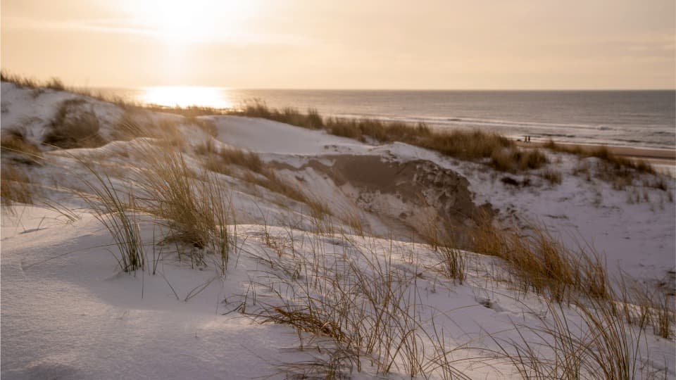 Winter dune landscape on the Danish coast at sunset