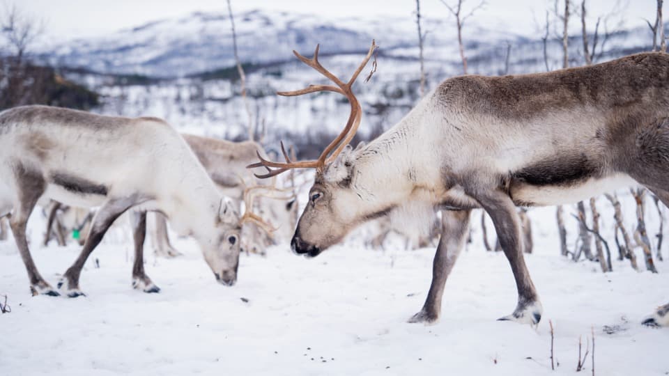 Reindeer in a snowy landscape in Finland with mountains in the background