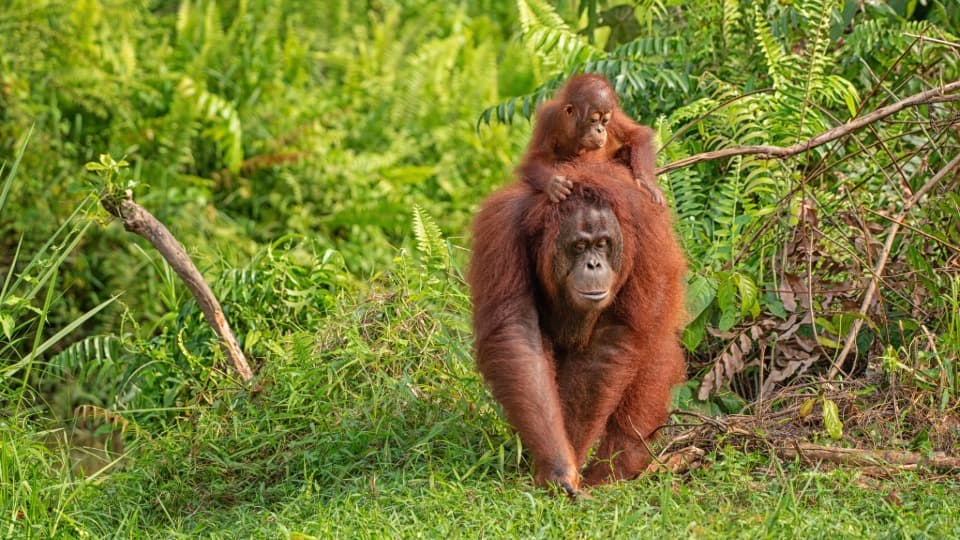 A Bornean orangutan walks through a tropical forest in Malaysia with her baby on her back