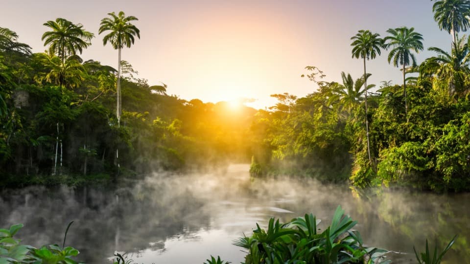 Rainforest with a river in Brazil