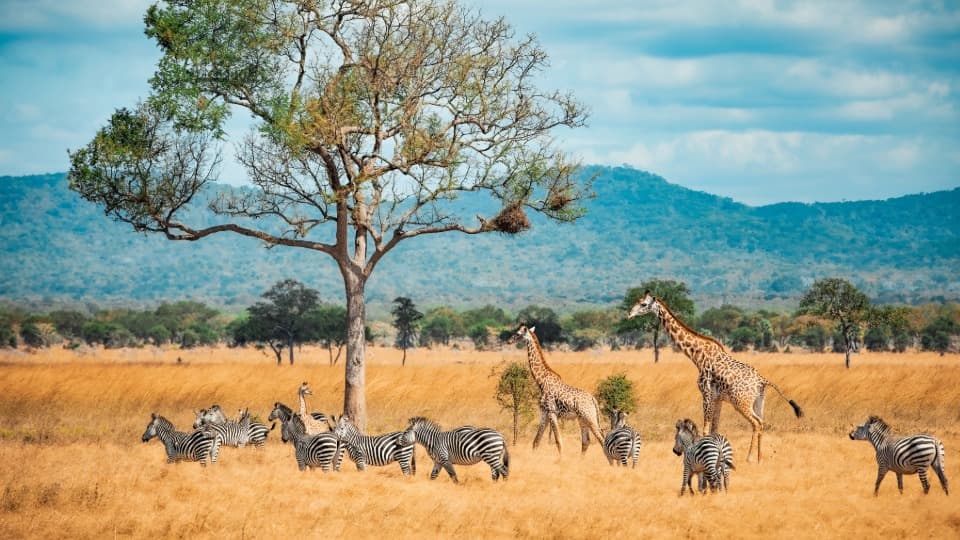 A savanna in Tanzania where giraffes and zebras graze
