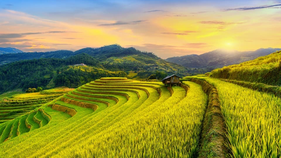 Rice fields in Vietnam at sunset
