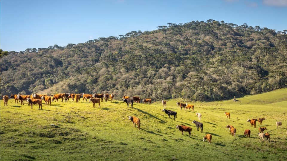 Green meadows in Uruguay where cattle graze, with a forest in the background