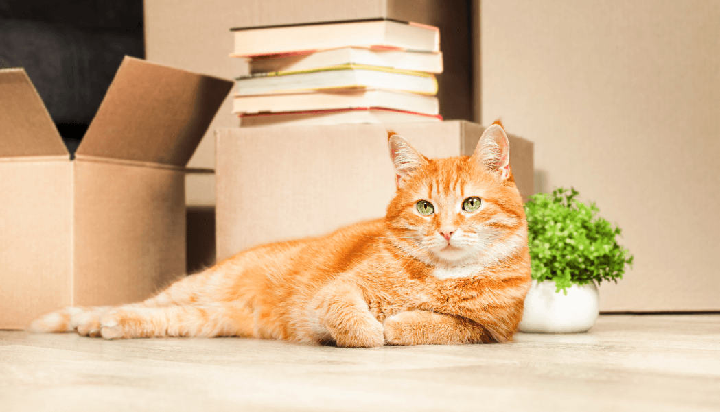 Rote Katze liegt entspannt vor Umzugskartons – Tipps für einen stressfreien Umzug mit Katzen