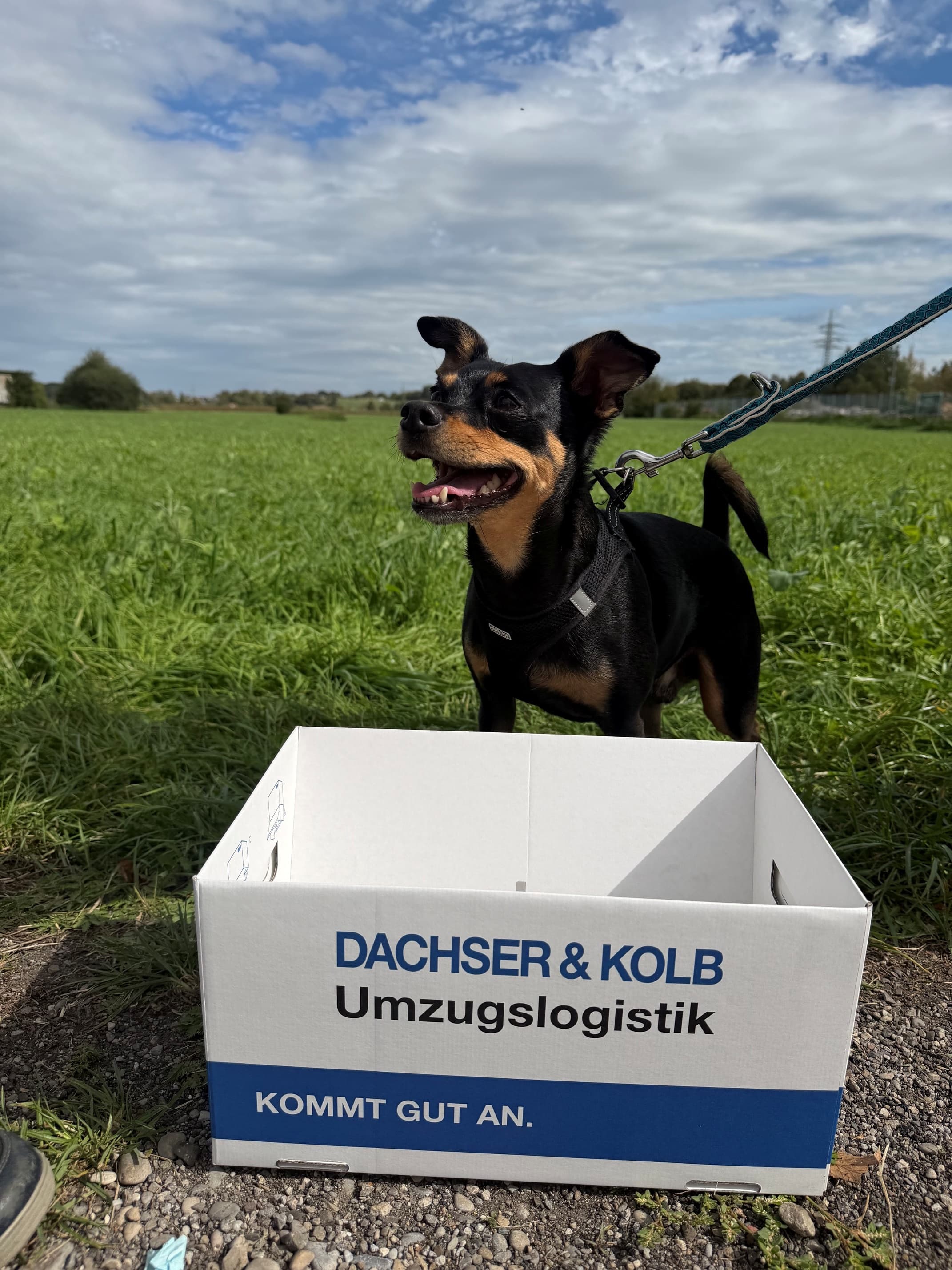 Black and tan dog behind a DACHSER & KOLB moving box in a meadow.