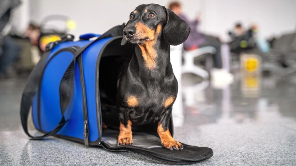 Dog in travel carrier at the airport – preparing for moving to Norway with pets.