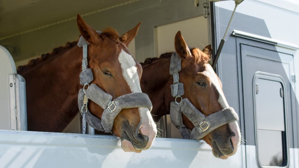 Two horses looking out of a transport trailer – tips for moving safely with horses.