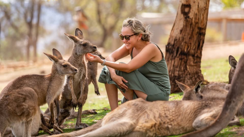 A woman kneeling among kangaroos in a meadow and petting one of them